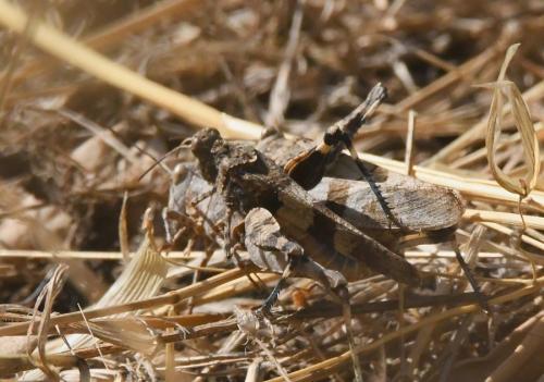 Oedipoda sp.